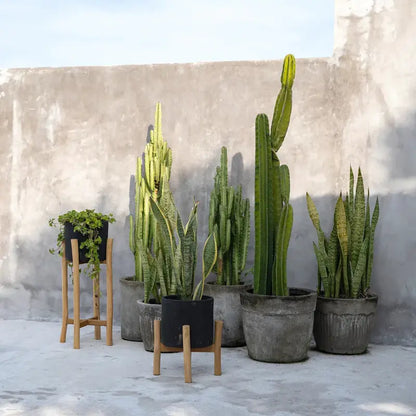 Jardinière haute Noir Naturel artisanale

décoration intérieure contemporaine
